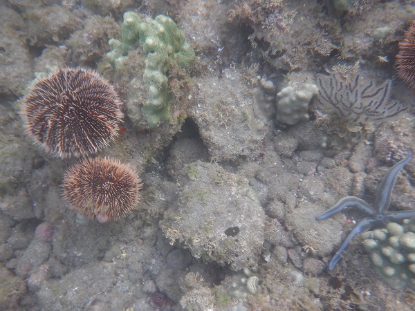 Sea Urchins.JPG