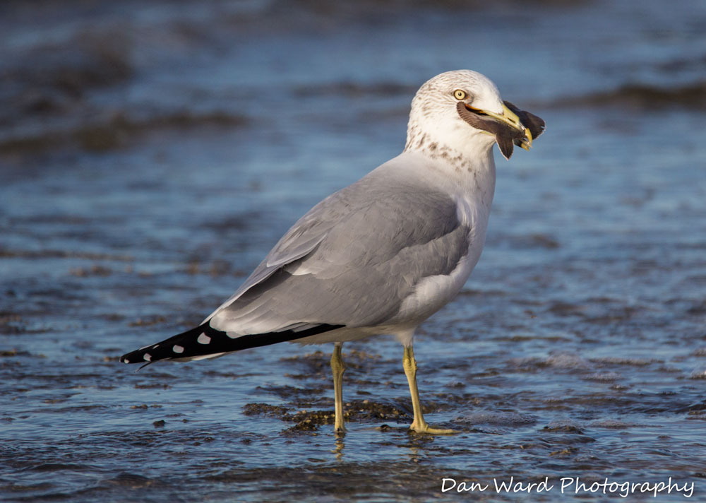 Seagull-Eating-A-Stingray-1-(1-of-1).jpg