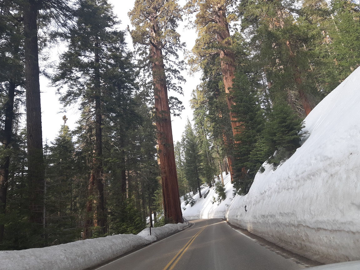 Sequoia.jpg
