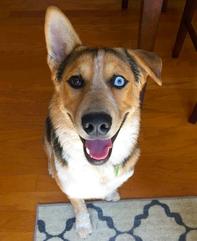 Shepherd-heeler-mix-one-blue-eye.jpg