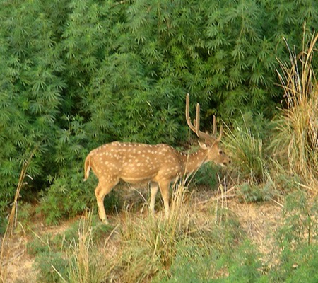 Signs-of-a-deer-problem.jpg