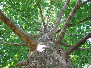 Sycamore_tree_bark.jpg