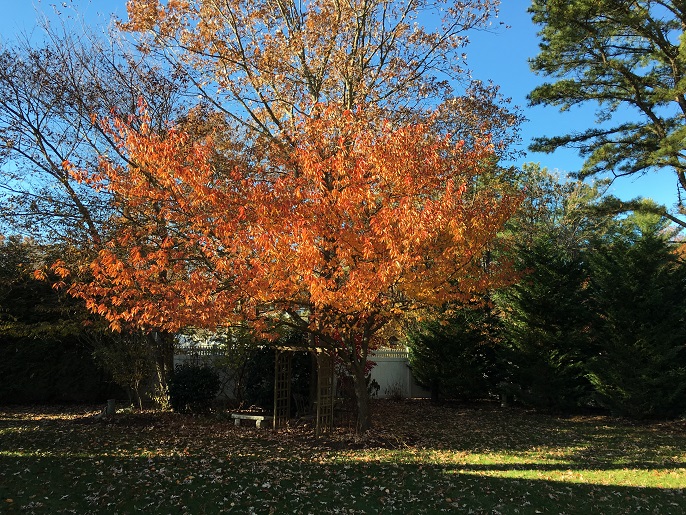 Thanksgiving 2017 pt1 011 resize.jpg