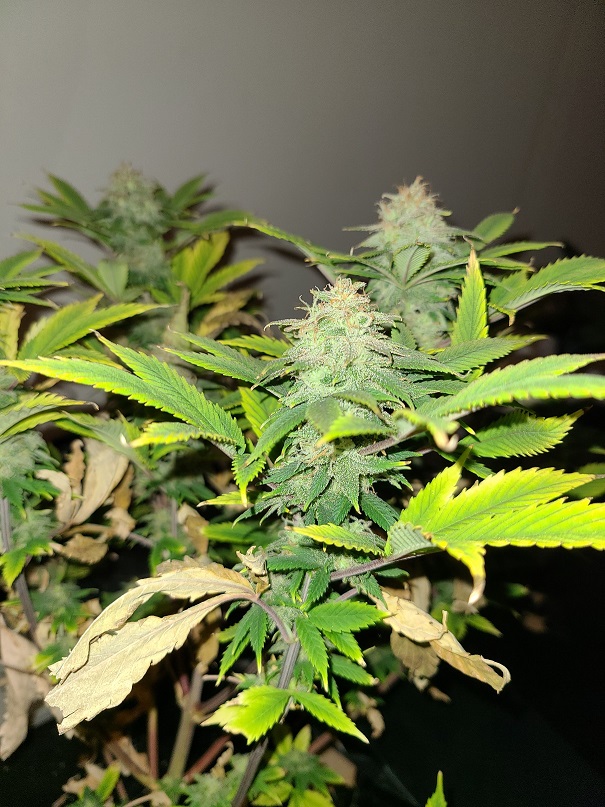 Tree1.jpg