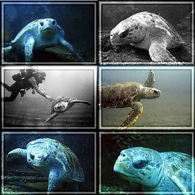Turtles_SeaTurtles_collage.jpg