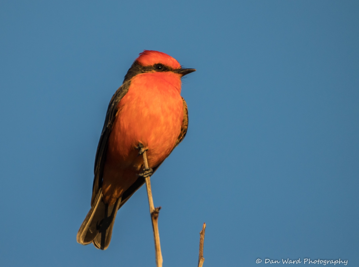 Vermilion Flycatcher.jpg