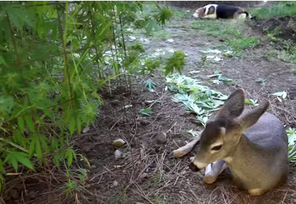 Weed-Deer.png
