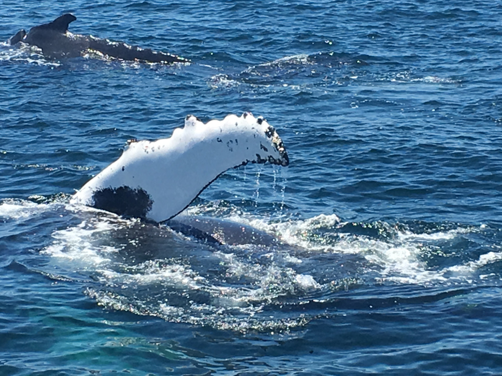Whale 2.JPG