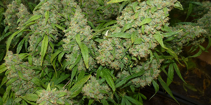 When-And-How-To-Harvest-Outdoor-Marijuana-Plants.jpg