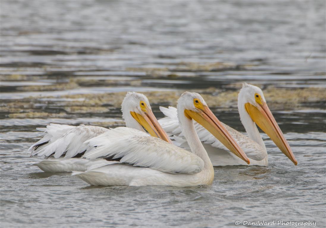 White Pelicans-01 (Medium).jpg