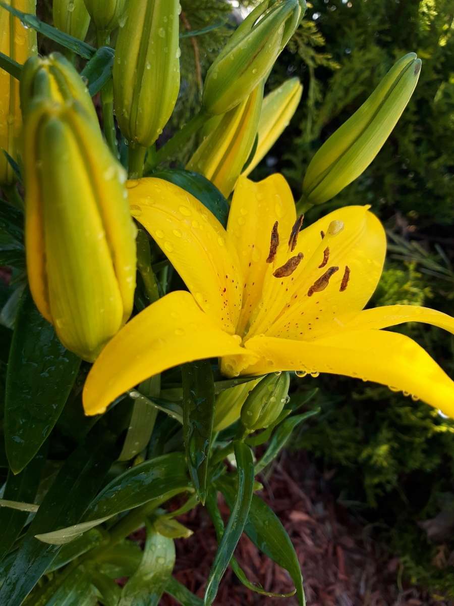 Yellow Tiger Lilly.jpg