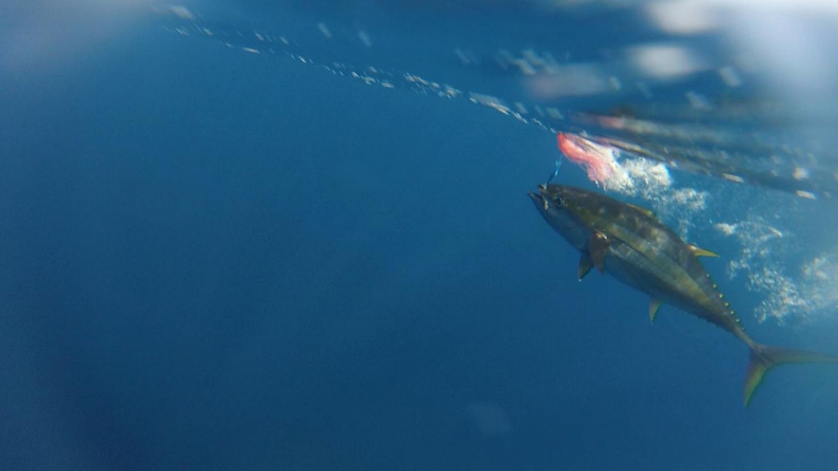 Yellowfin_Tuna_Underwater_GoPro_013.jpg
