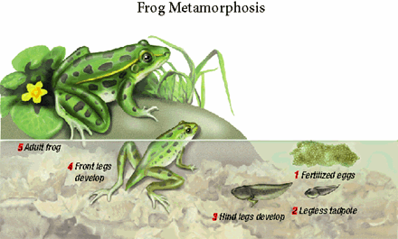 afrog_life_cycle1_1.gif