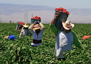 agricultural-workers-national-review-picture.jpg