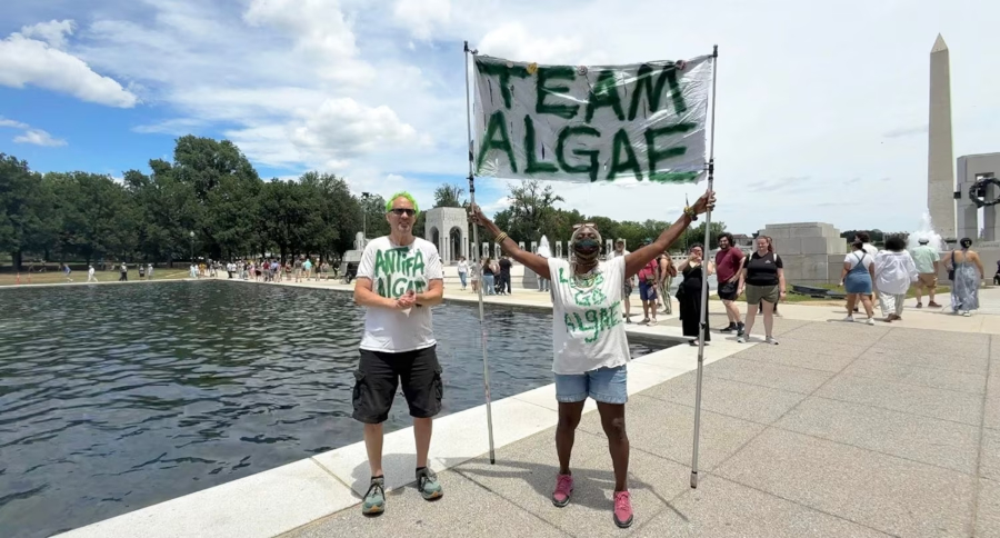 algae.jpg