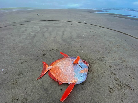 aopah_0.jpg
