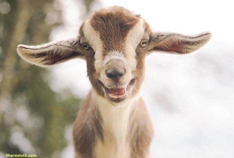 babegoat_0.jpg
