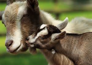 babygoat.jpg
