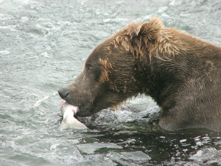 bear eating resized.jpg
