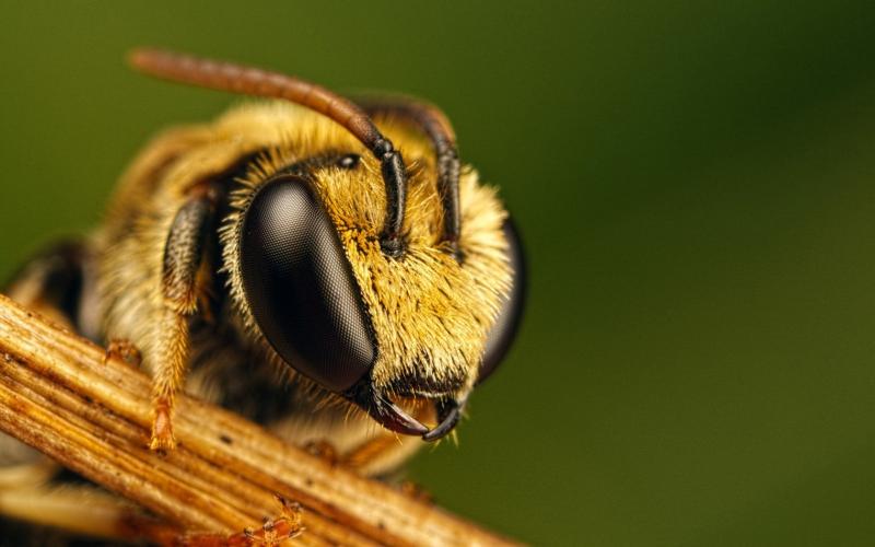 bee-closeup-1.jpg