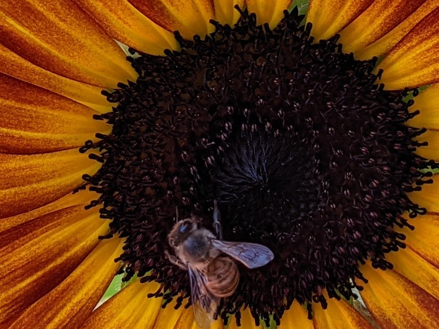 bee.01.jpg