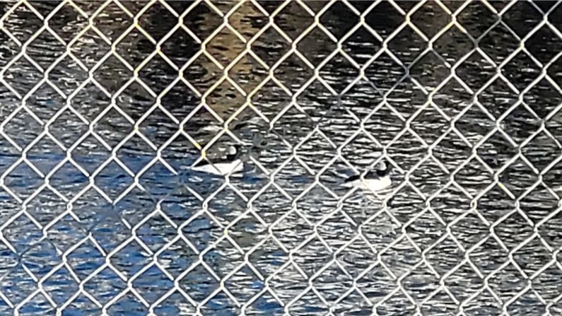 buffleheads.jpg