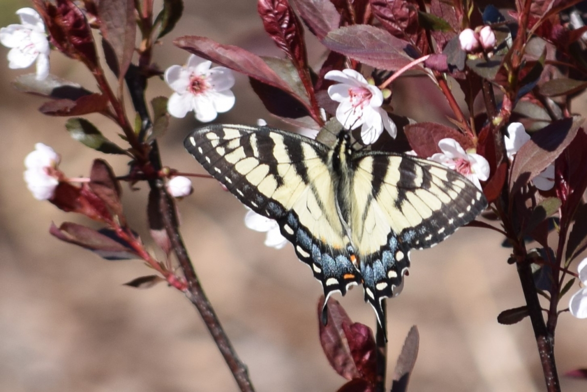 buttrefly on plum flower_0.JPG
