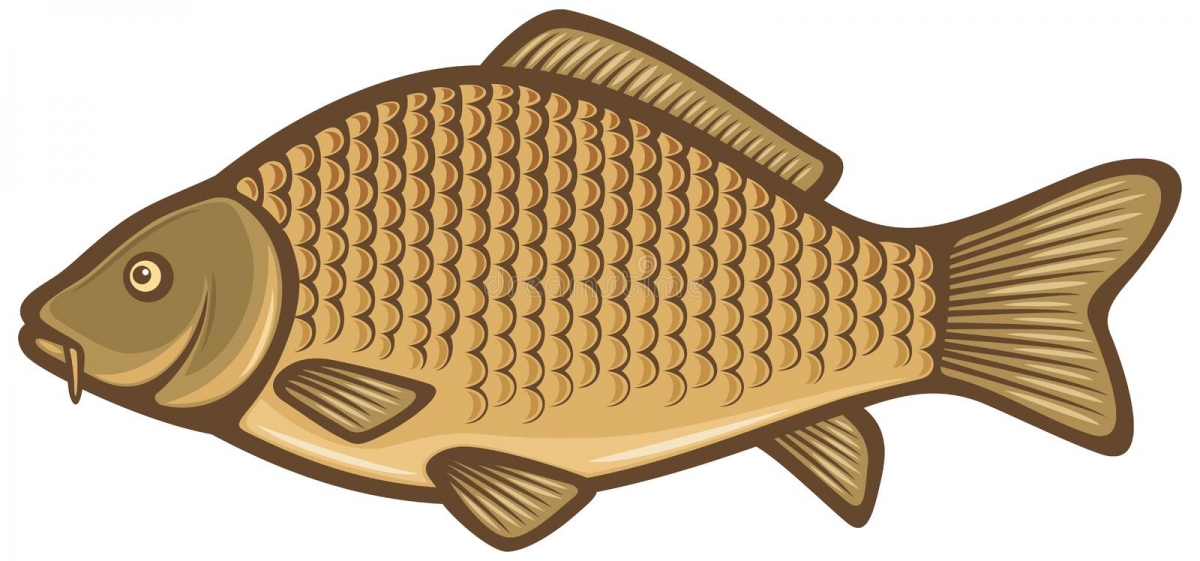 carp-fish-23983781.jpg