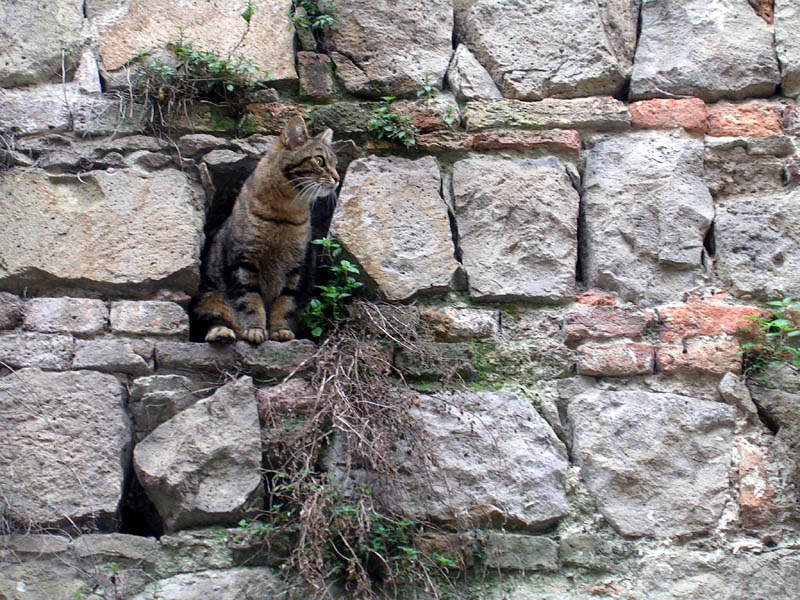 cat and wall_0.jpg
