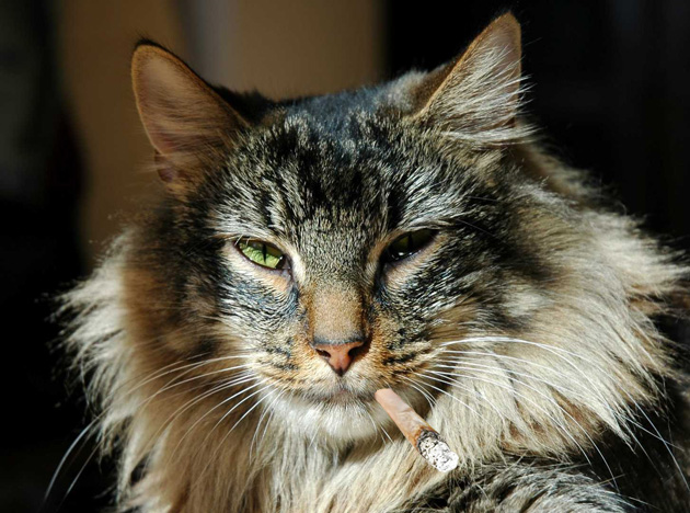 cat and weed2_0.png