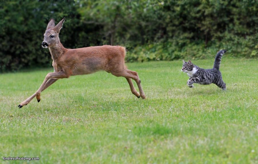 cat deer.jpg