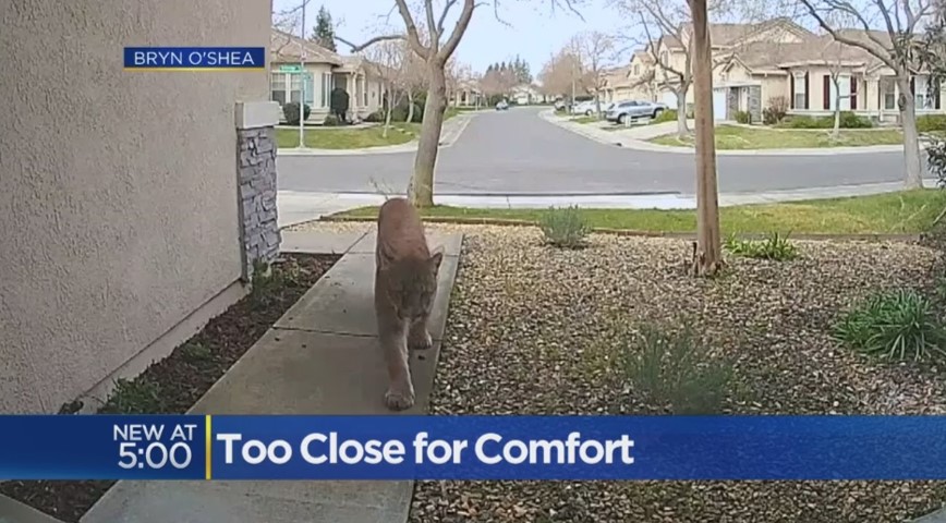cat_1.jpg