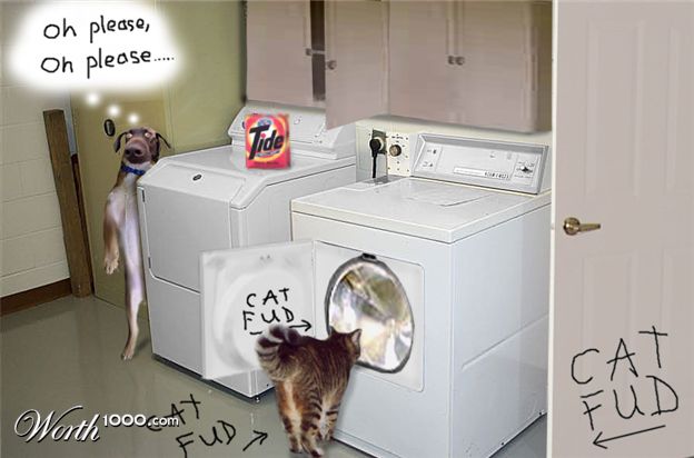catfud2_1.jpg