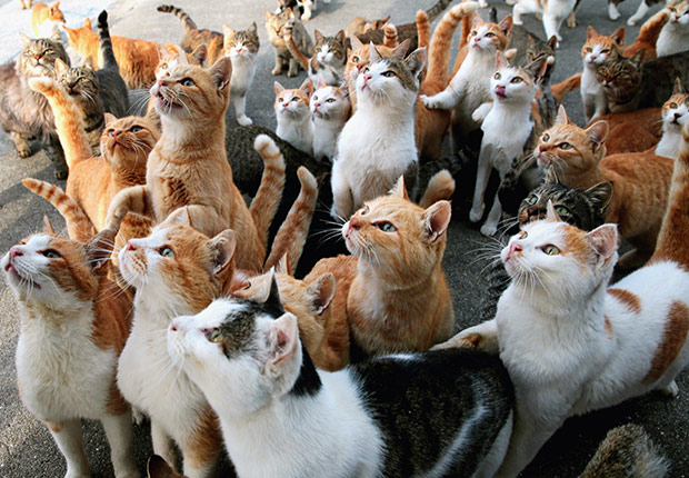 cats_watching_attentive_herd.jpg