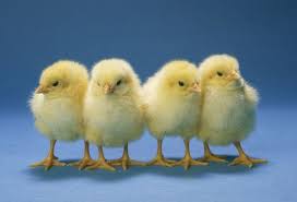 chick_0.jpg