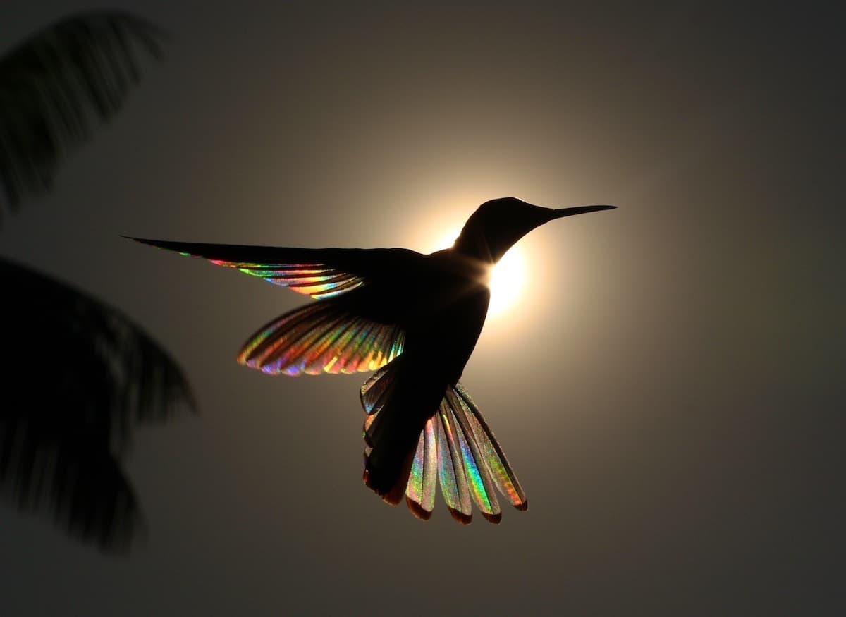 christian-spencer-hummingbird-photography-3_0.jpg