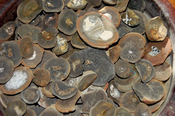 collection-of-fossils.jpg