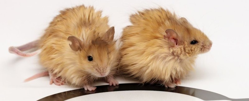 colossal-woolly-mouse.jpg