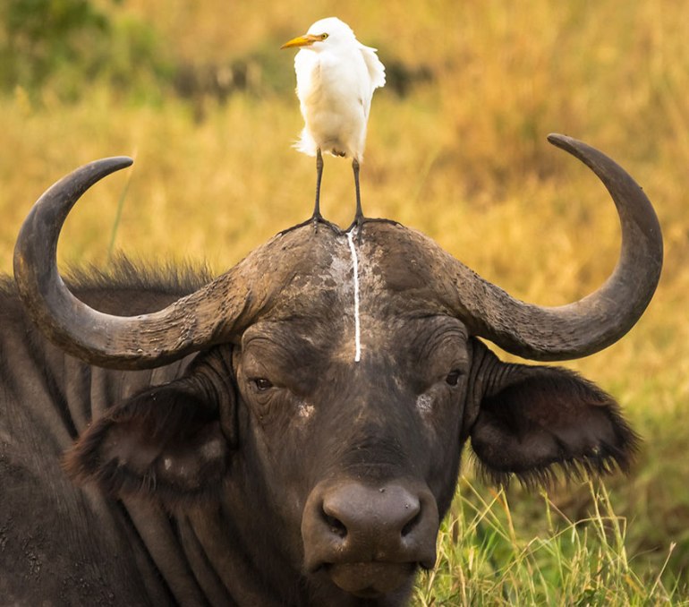 comedy-wildlife-photography-awards-shortlist-2016-18-57fb40b7bed8d__880.jpg