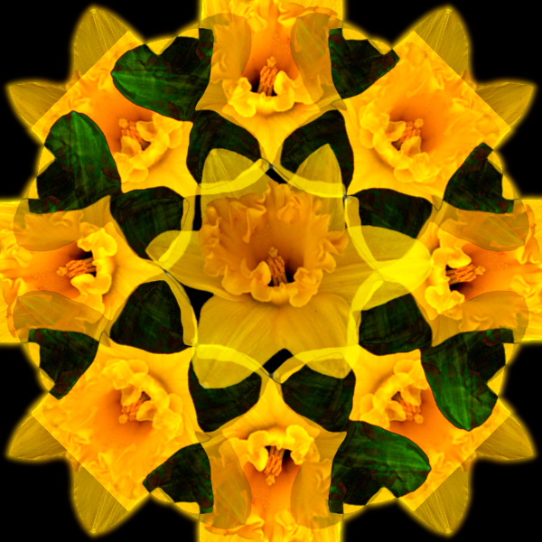 daffodil.jpg