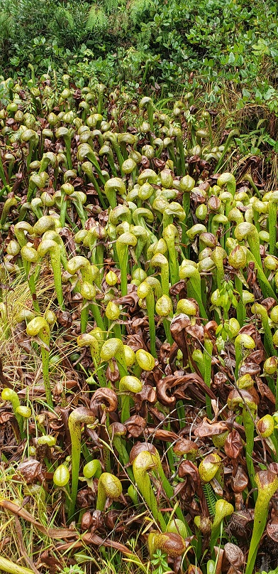 darlingtonia wayside zone.jpg