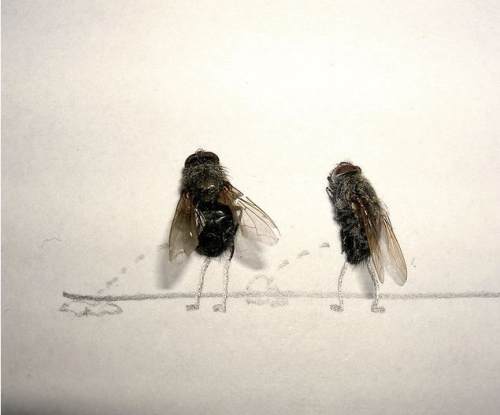 dead-flies-art-1.jpg
