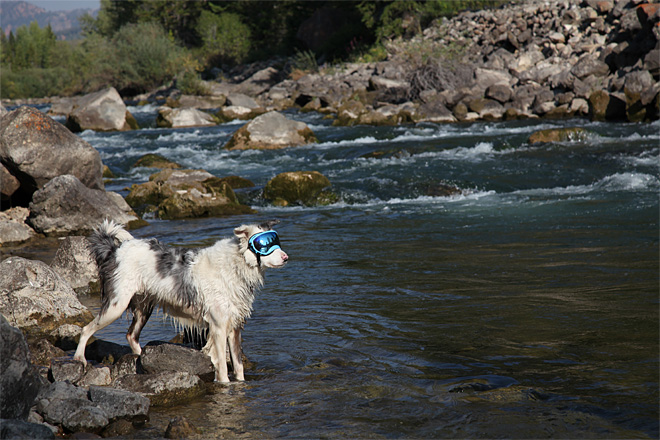 dog goggle 2 .jpg