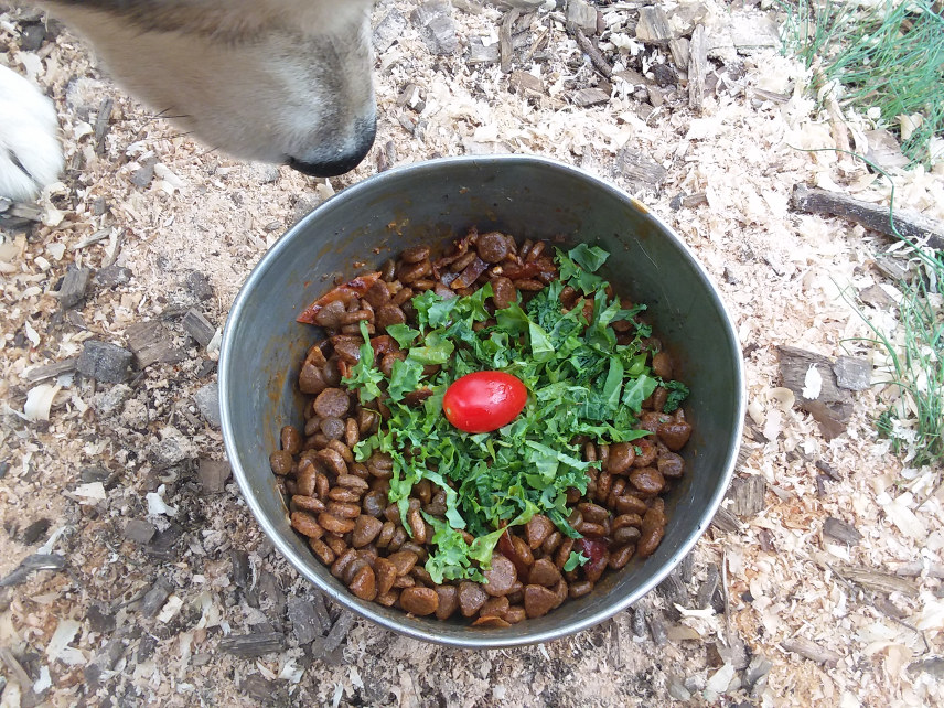 dog2.jpg