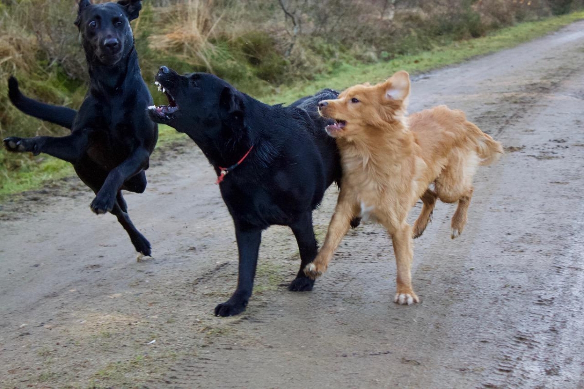 dog_2.jpg