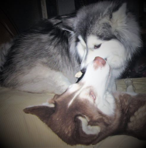 dogs.jpg