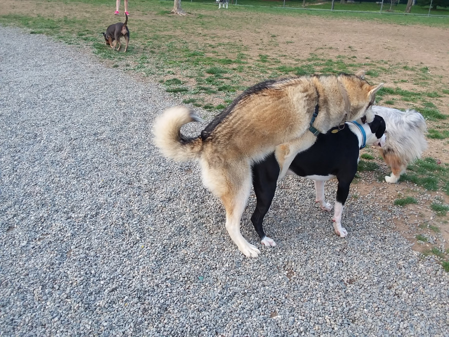 dogzz2.jpg