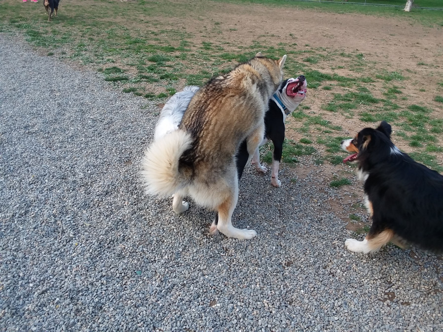 dogzz3.jpg