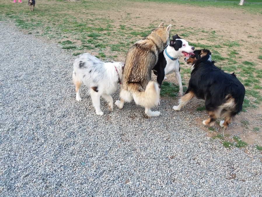 dogzz4.jpg