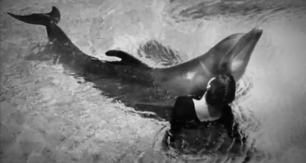 dolphin-with-lovatt.jpeg